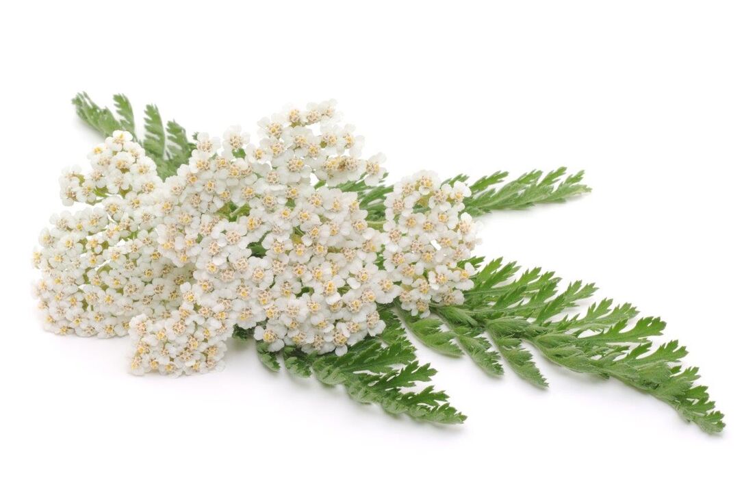 yarrow - Proctonic kremaren konposizioa
